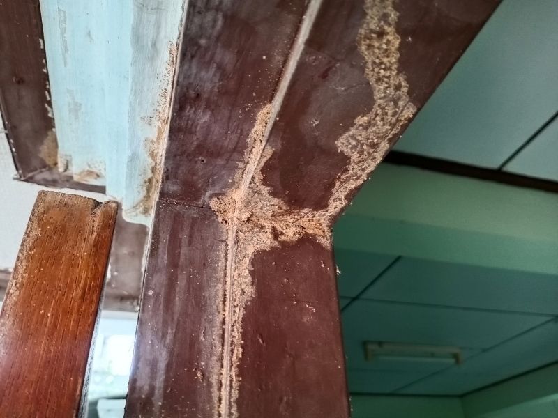 Termite Damage House