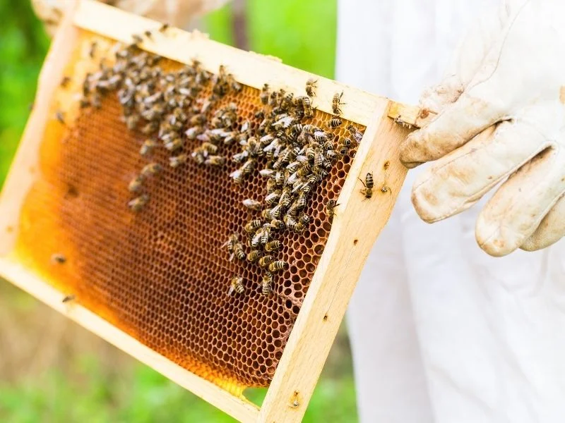 Honey bee comb frame