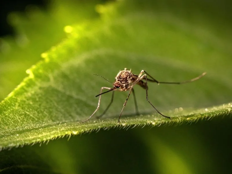 Mosquito closeup leaf