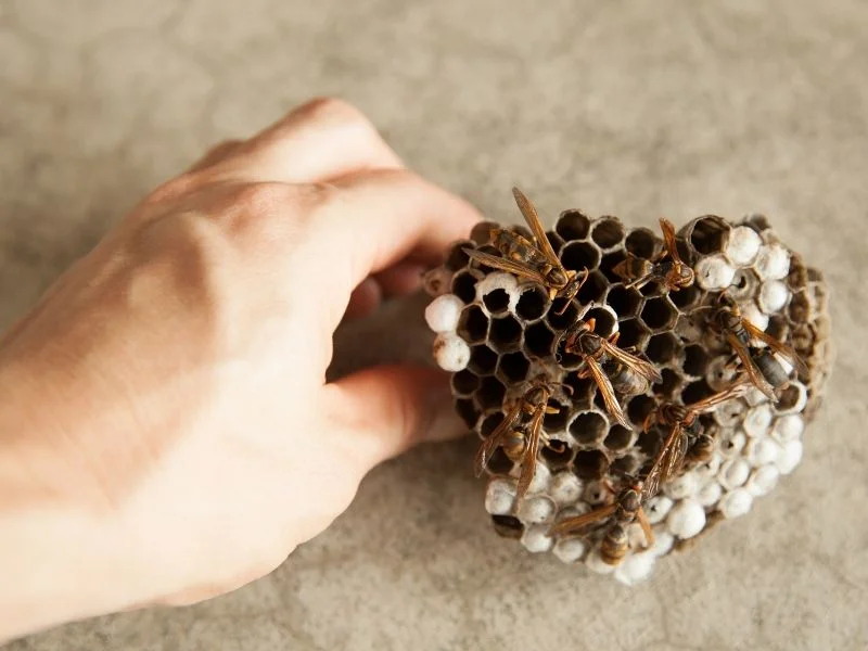 Paper wasp nest texas
