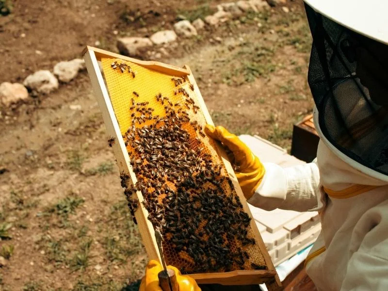 Professional handling bees Abilene, TX
